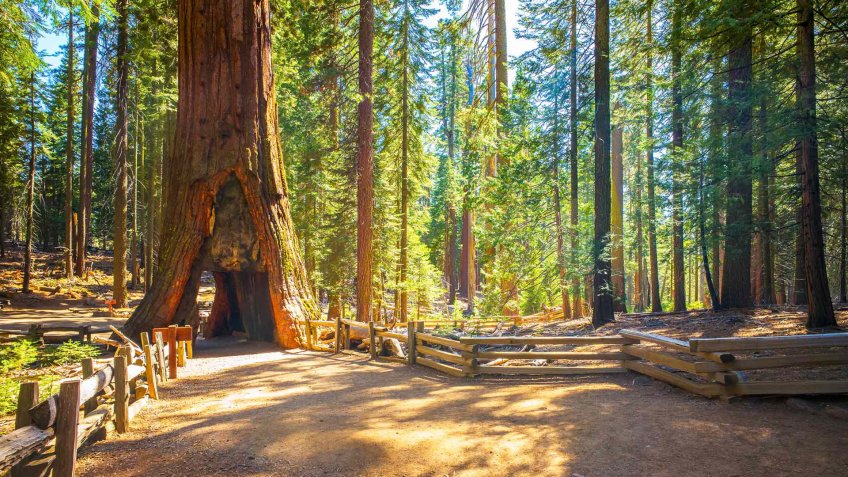 entrance through a tunnel in a tree at national park