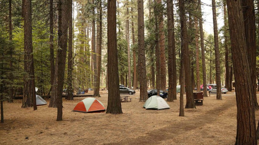 camping tents set up in the woods