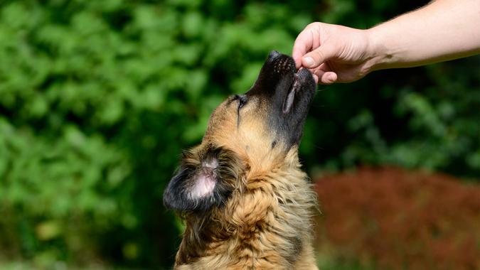 38 dog treats schubbel-shutterstock_238291792 10980, Horizontal