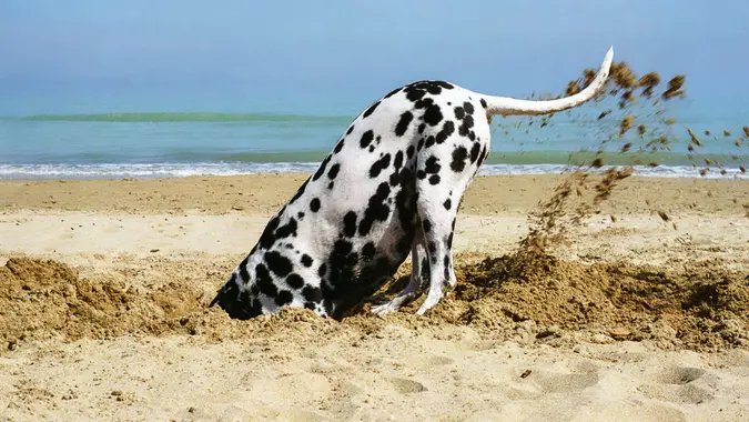 Beautiful Dalmatian digging a hole in the sand, on a sunny day.