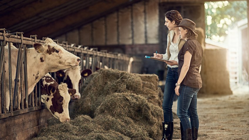 Shot of two female farmers taking care of their cattle in the barn.