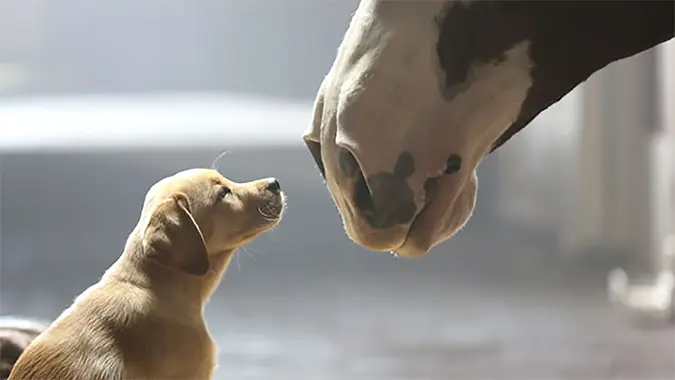 Budweiser puppy and horse.