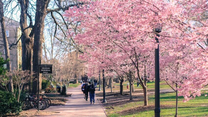 The cherry blossoms at the start of spring on UNC-Chapel Hill's campus.