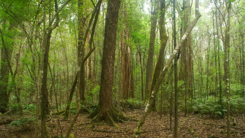 Kalopa State Recreation Area Flickr