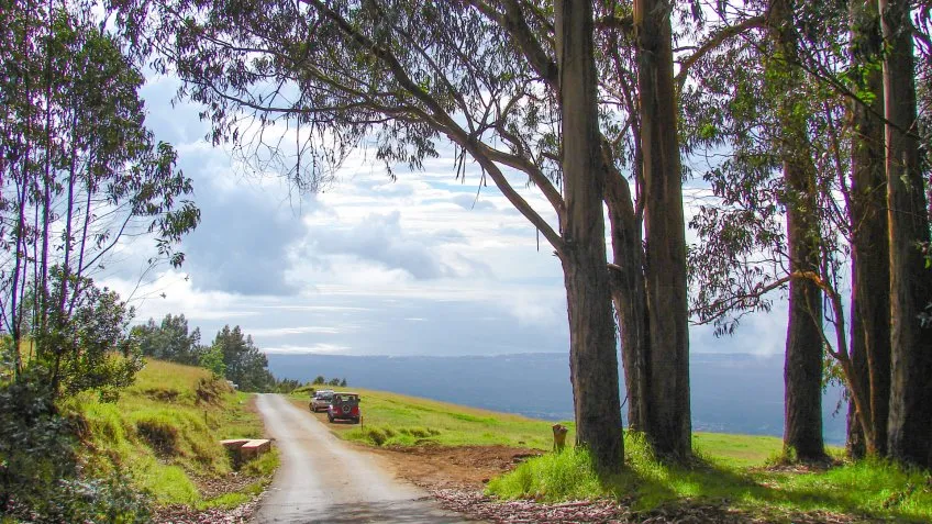 Polipoli Spring State Recreation Area