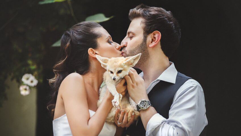 bride and groom kissing and hold on their hands a little fox in a zoo