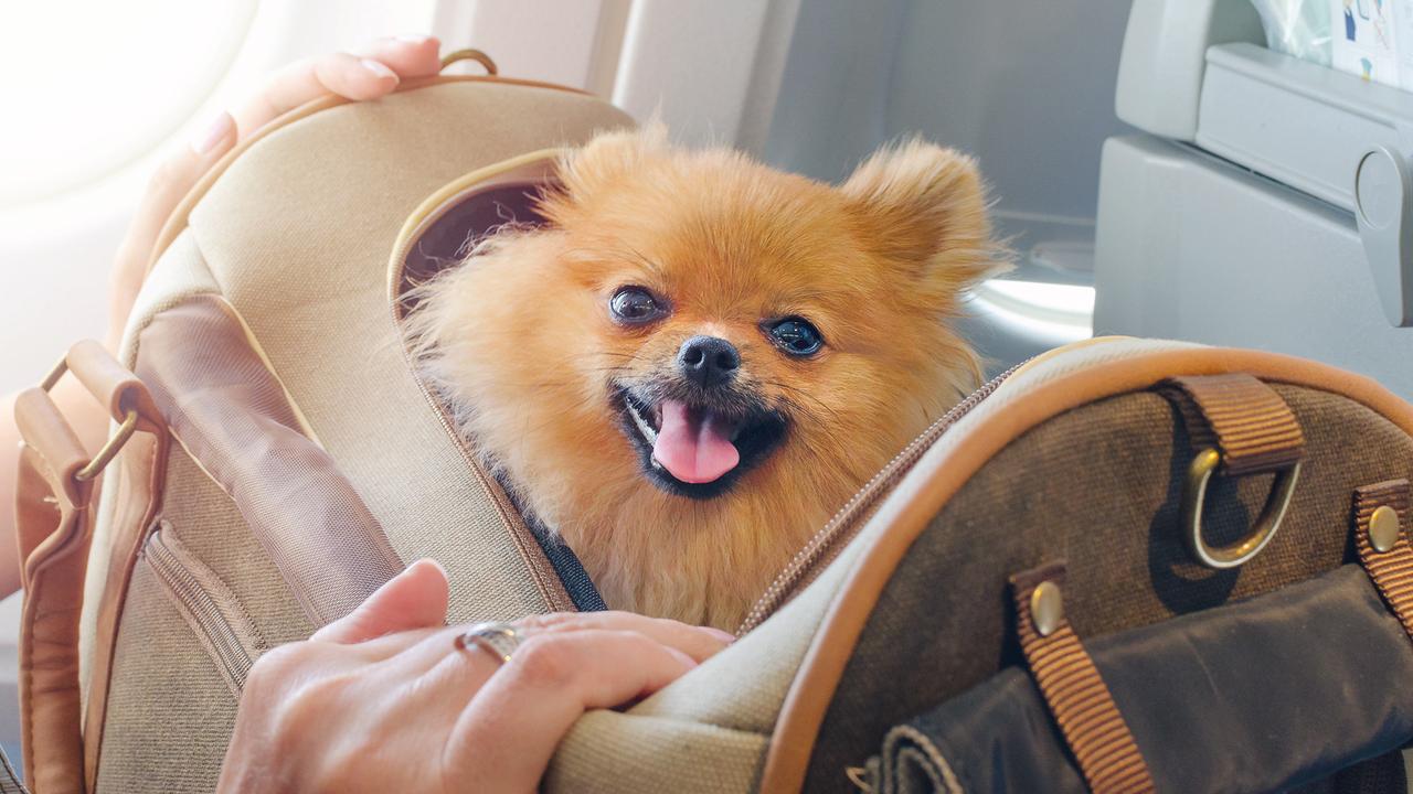 dog in carrying case on airplane