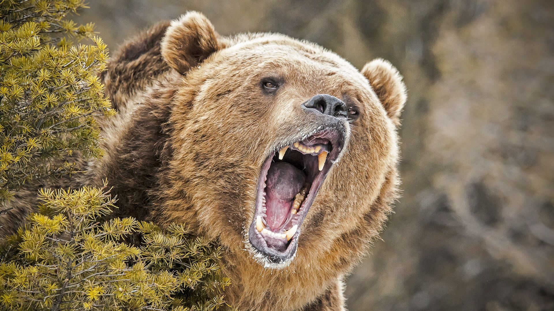 What Retirees Need to Do in a Bear Market GOBankingRates