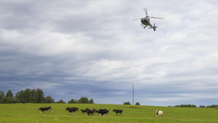 helicopter over a field with cows