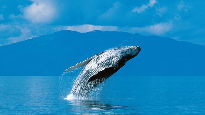 Humpback whale breaching in Alaska