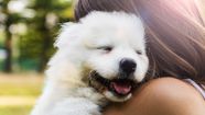 Whats The Most Expensive Dog Breed
