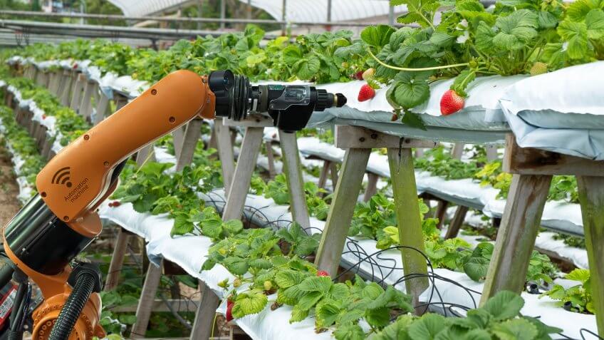 robot arm harvesting strawberries