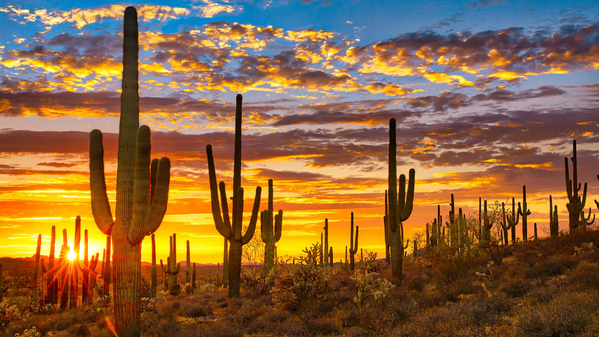亚利桑那州菲尼克斯附近索诺兰沙漠的日落