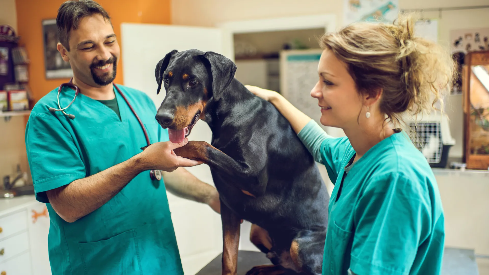 Two happy mid adult veterinarians performing a medical exam on black Doberman in the animal hospital.