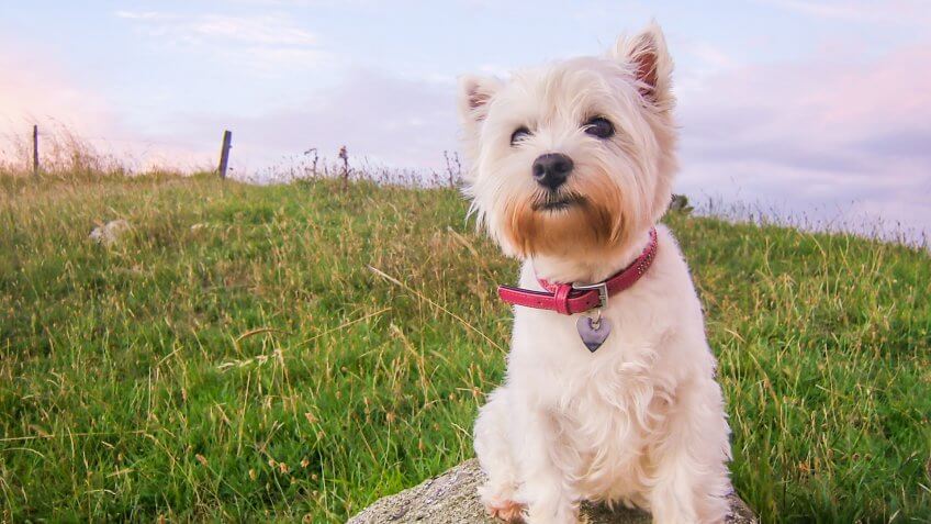Cute high key portrait of a west highland white terrier dog at dusk sitting on a rock in a field in New Zealand, NZ.