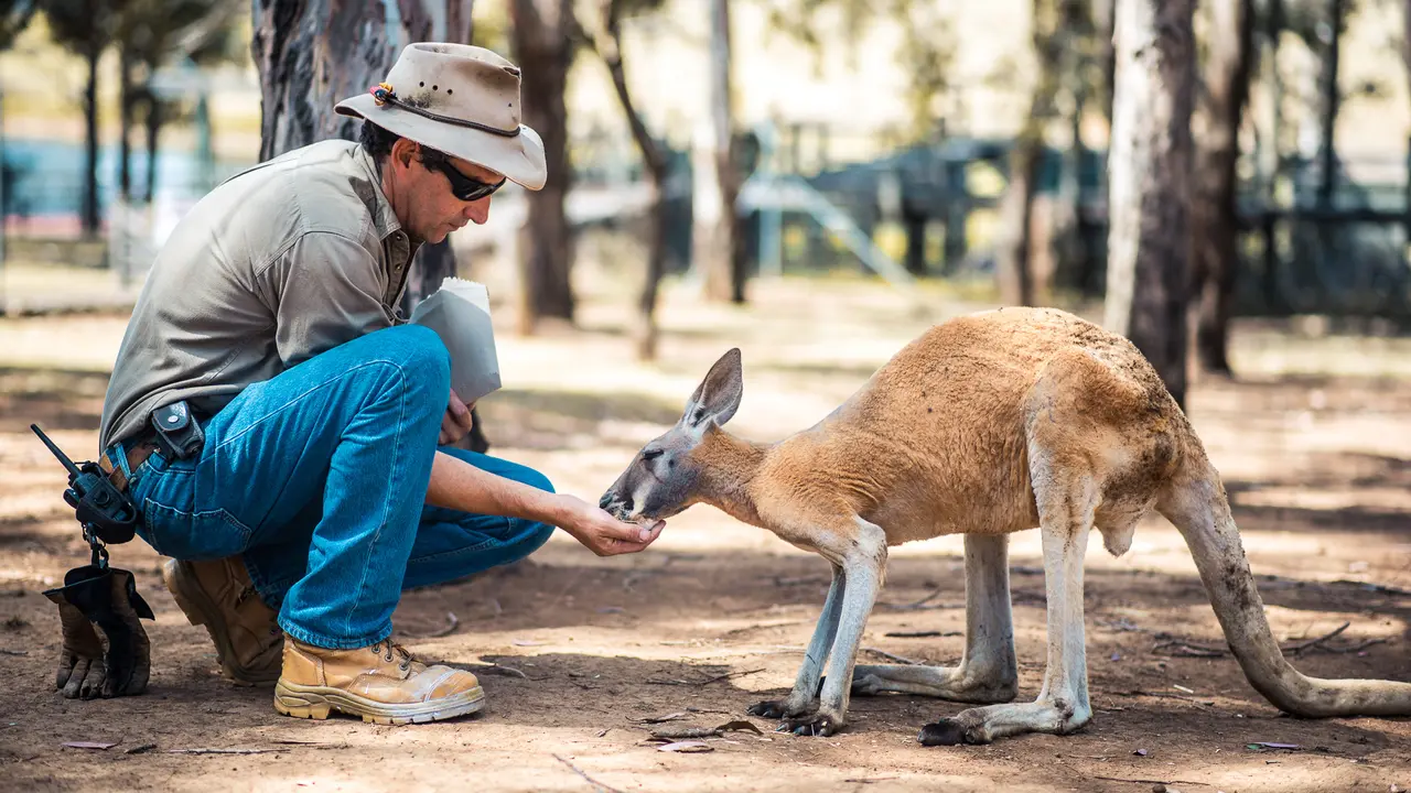 Kangaroo is eating out of a zoo keeper's hand.