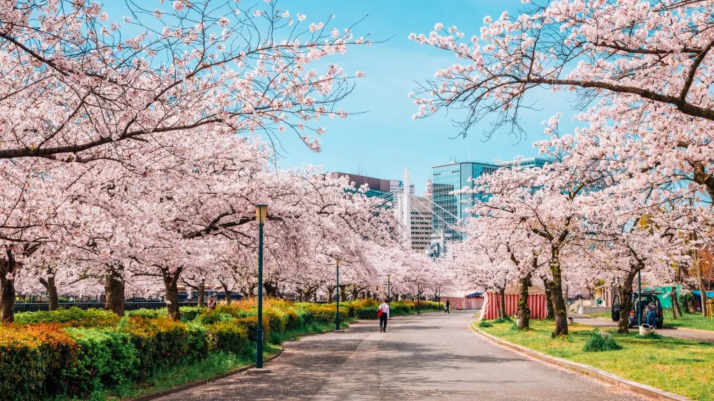 Cherry blossoms road in Kema Sakuranomiya Park, Osaka, Japan