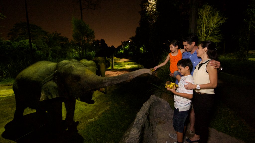 Night_Safari
