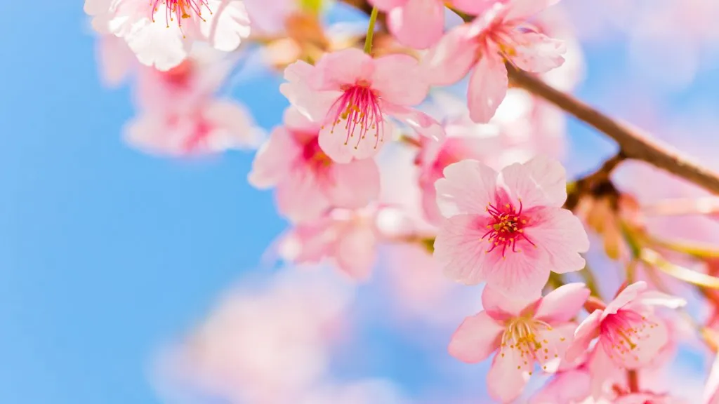 Pink Cherry Blossom Against Clear Blue Sky.
