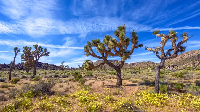 cheap trips under $1000 Wild flower blooming in Joshua Tree National Park