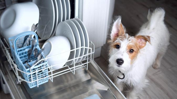 dog next to dishwasher