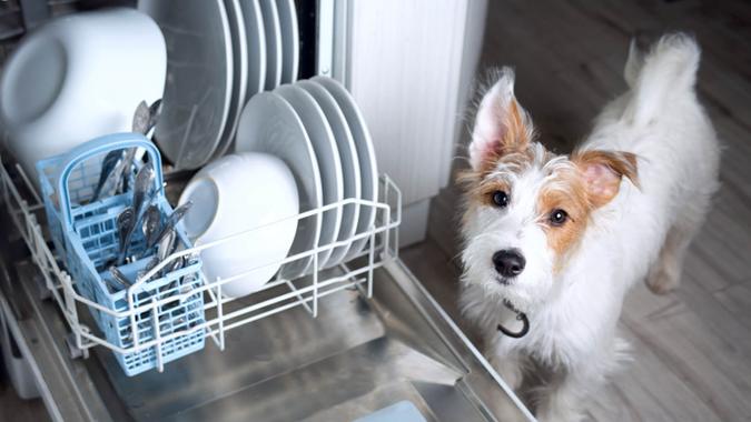 dog next to dishwasher dog next to dishwasher