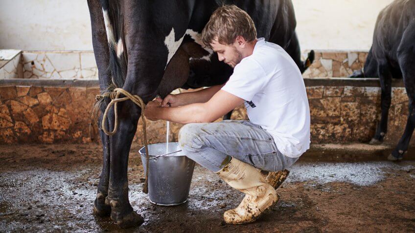 Full length shot of a young male farmhand milking a cow in the barn.