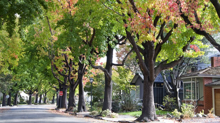 neighborhood with tree lined street