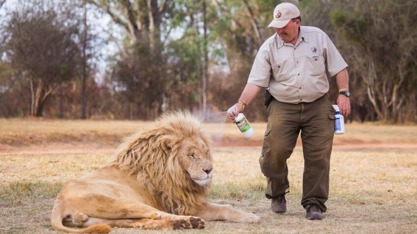 superintendent spraying lion with water