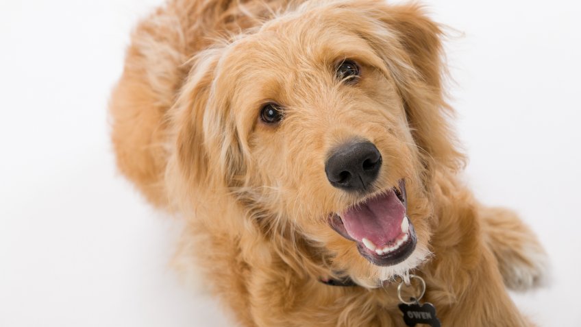 Build-A-Bear office dog headshot