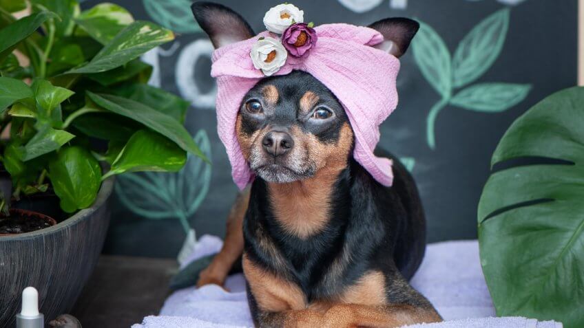 Massage and spa, a dog in a turban of a towel among the spa care items and plants.