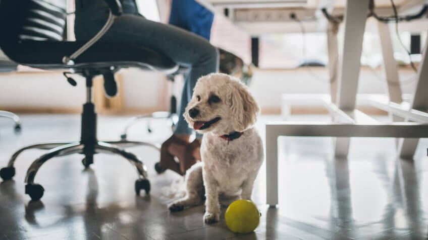 Cute white poodle dog in the office under the table.