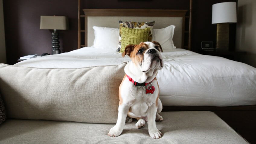 Puppy at Kimpton Hotel Vintage Seattle