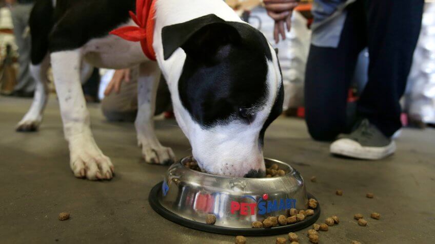 Dog eating out of PetSmart bowl