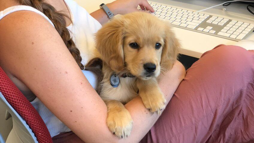 Puppy in the arms of employee at Purina offices