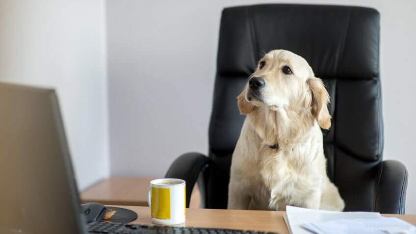 Labrador dog in black office chair