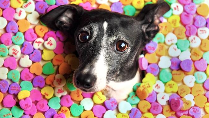 italian greyhound dog surrounded by candy hearts for Valentines Day.