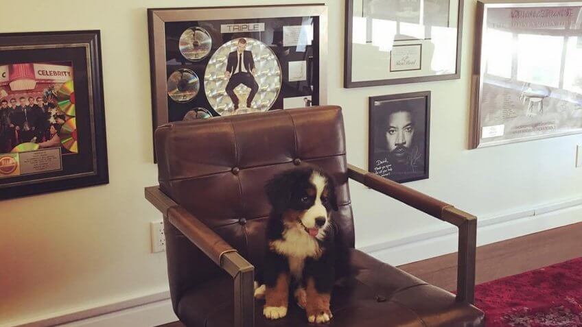 A puppy sitting in a chair at Ticketmaster offices