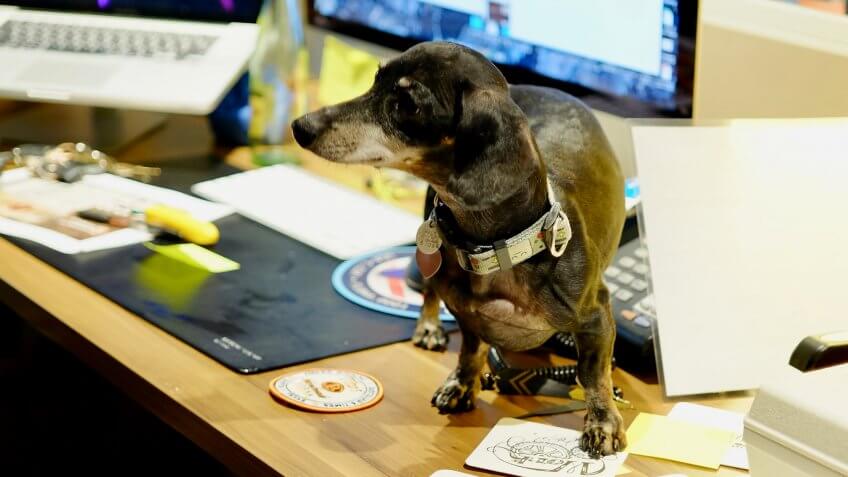 A dog named Dixie at the offices of Tito's Handmade Vodka