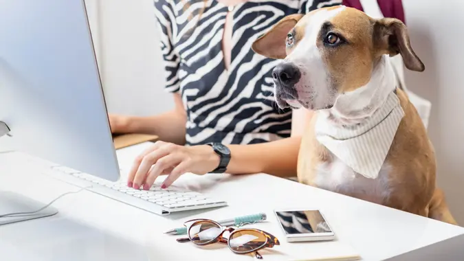Staffordshire terrier sits in office chair at a modern working place.