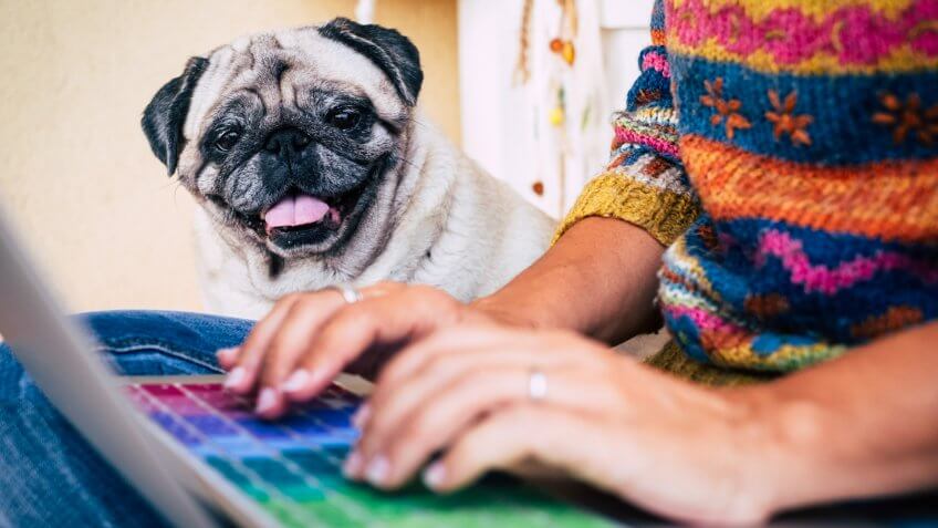 Caucasian lady working at home with laptop typing and writing while her best friend a cheerful funny dog pug check and look her hands and her work - have care concept - alternative couple team of worker.