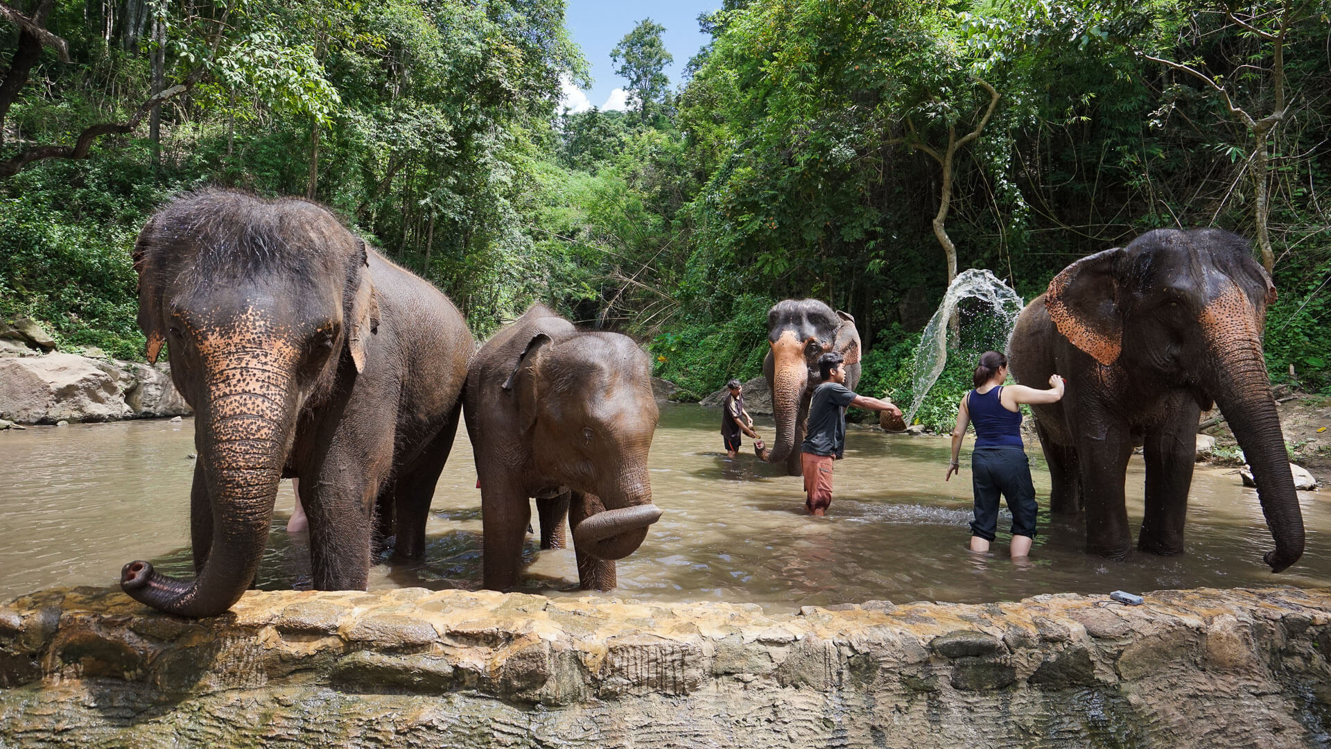 Chiang Mai Elephant Jungle Sanctuary in Thailand