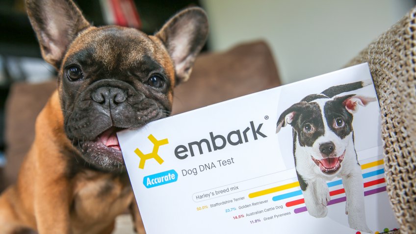 Embark dog DNA test pet startups