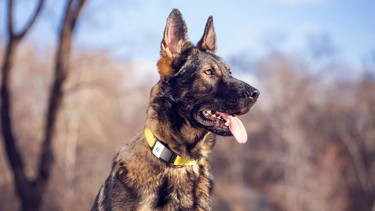 Winston  Fi Smart Dog Collar