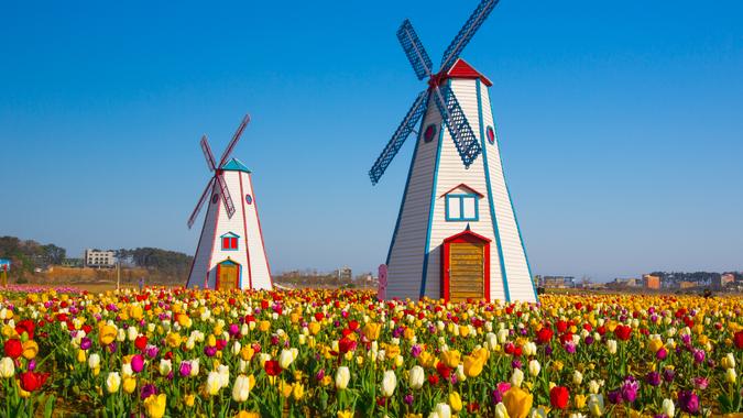 Holland Michigan tulip fields