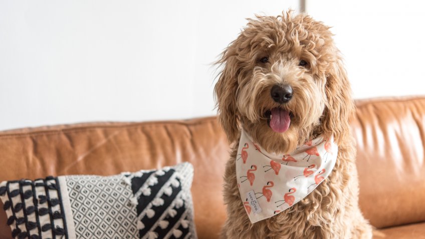 Lucy and Co dog bandanas pet startups