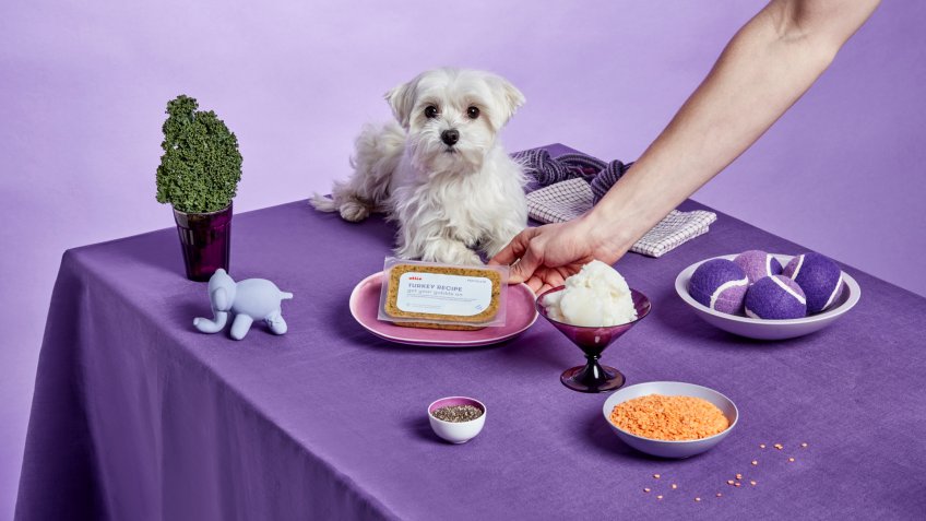Ollie dog food pet startups