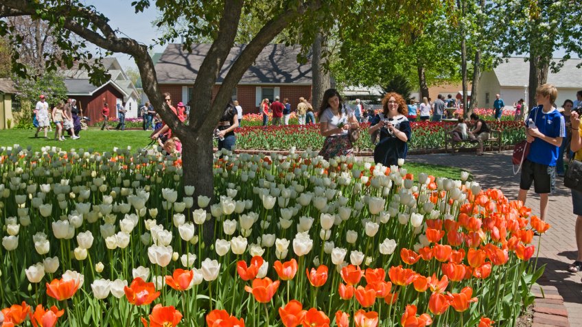 "Pella, Iowa, USA - May 7, 2011: Visitors stroll among the tulips that are showcased in the town of Pella, Iowa, during the annual Tulip Time festival.