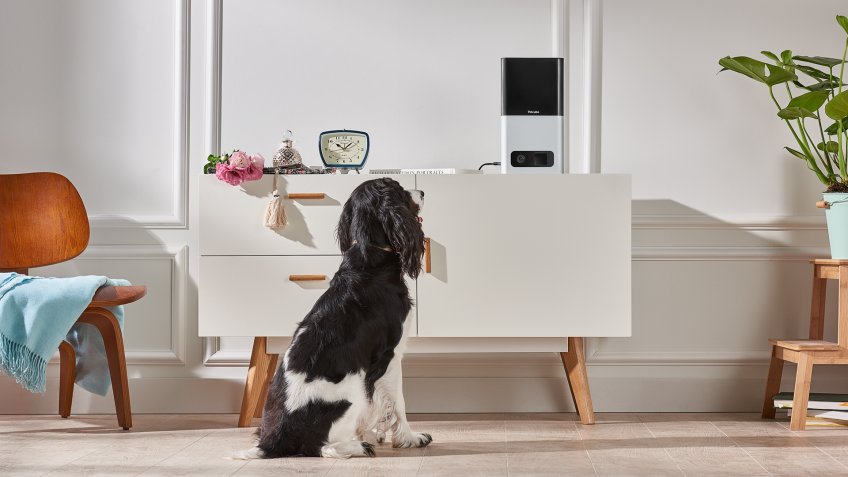 Petcube Bites pet cameras pet startups