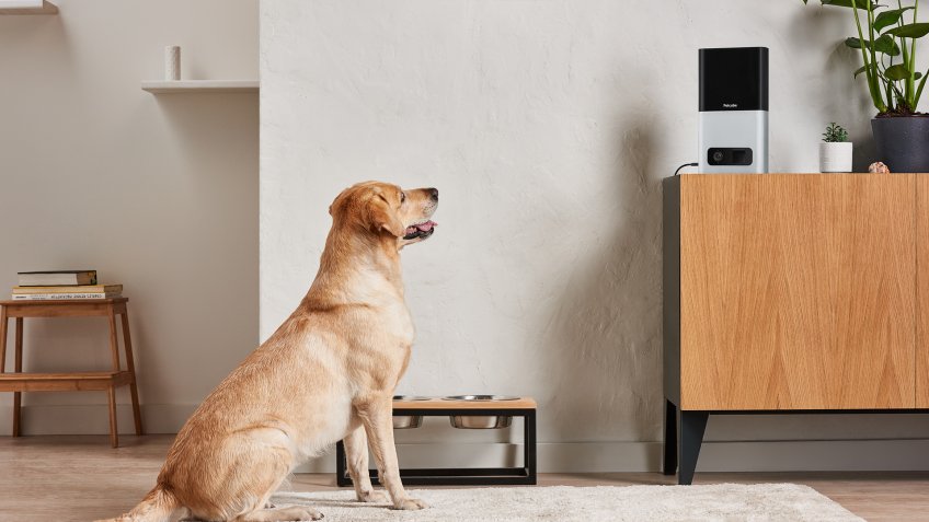 Petcube Bites pet cameras pet startups